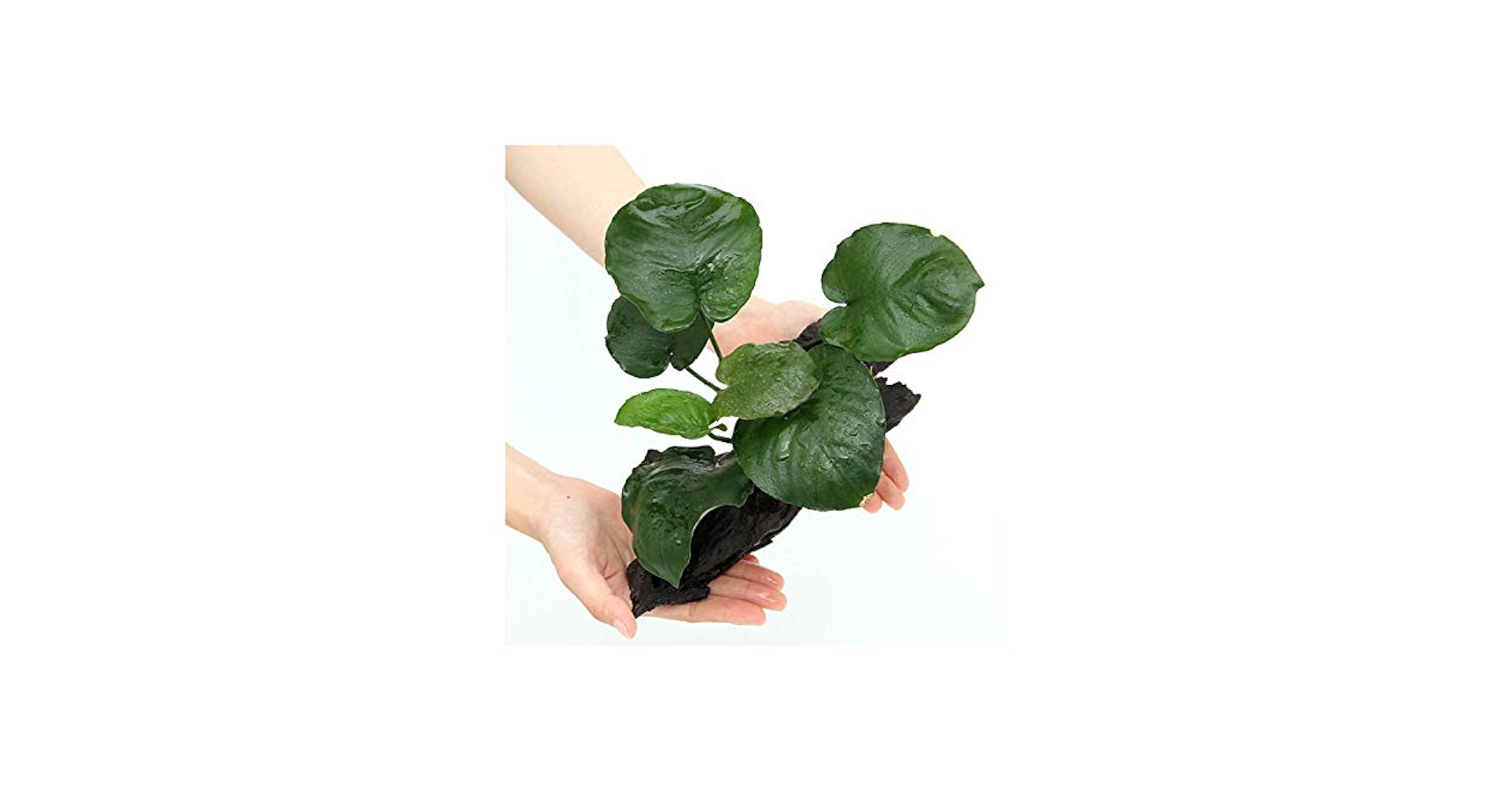 アヌビアスプチ 巻き流木 Lサイズ 51EyYw1z7CL._UF1000,1000_QL80_.jpg